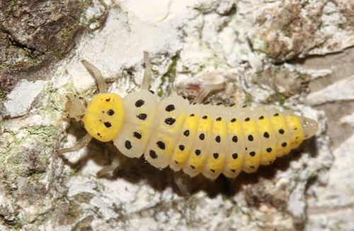 Réf. 182 304 : Halyzia sedecimguttata